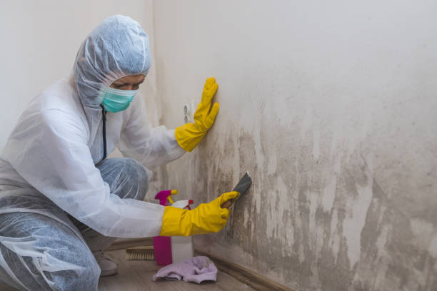 Best Mold Removal Company Near Me  in Chandler, OK