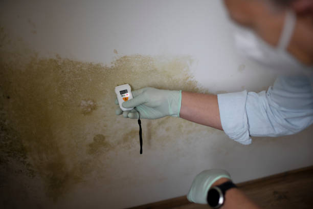 Best Same-Day Mold Removal  in Chandler, OK