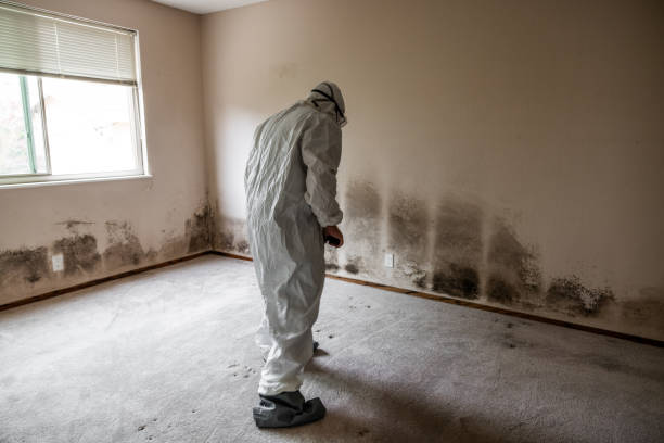 Best Mold Damage Repair  in Chandler, OK