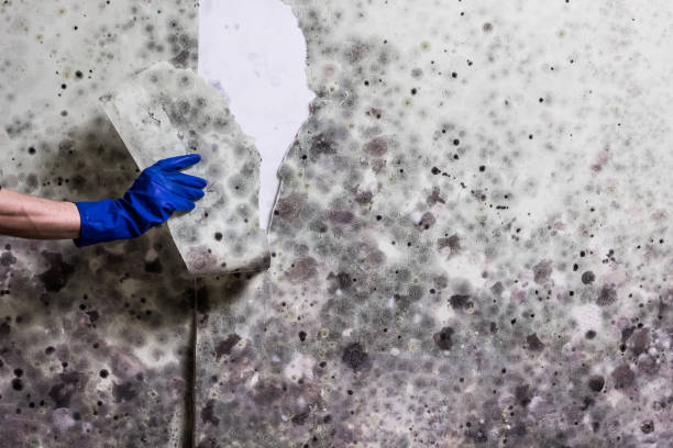 Best Mold Removal and Inspection  in Chandler, OK