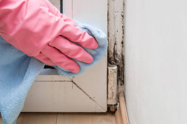 Chandler, OK Mold Removal Company