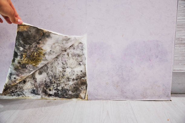 Best Professional Mold Removal  in Chandler, OK